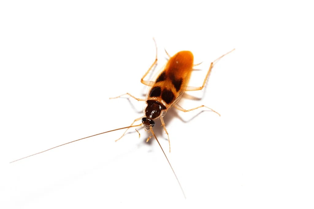 Cucaracha de banda marrón (Supella longipalpa)