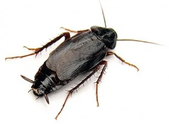 Cucaracha oriental (Blatta orientalis)